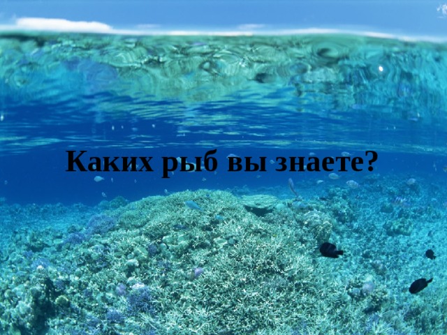  Каких рыб вы знаете? 