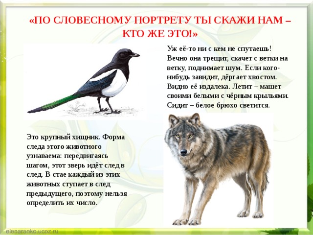 «ПО СЛОВЕСНОМУ ПОРТРЕТУ ТЫ СКАЖИ НАМ – КТО ЖЕ ЭТО!» Уж её-то ни с кем не спутаешь! Вечно она трещит, скачет с ветки на ветку, поднимает шум. Если кого-нибудь завидит, дёргает хвостом. Видно её издалека. Летит – машет своими белыми с чёрным крыльями. Сидит – белое брюхо светится. Это крупный хищник. Форма следа этого животного узнаваема: передвигаясь шагом, этот зверь идёт след в след. В стае каждый из этих животных ступает в след предыдущего, поэтому нельзя определить их число.