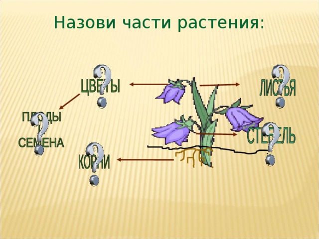 Технологическая карта урока по окружающему миру 3 класс разнообразие растений