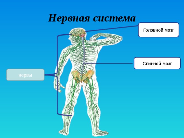 День защиты мужской нервной системы картинки прикольные