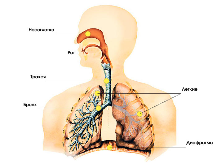 Дыхательная система человека анатомия презентация