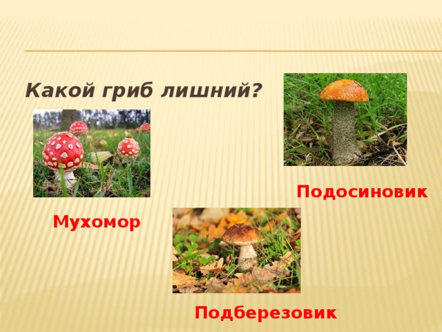   Какой гриб лишний?           Подосиновик Мухомор Подберезовик 