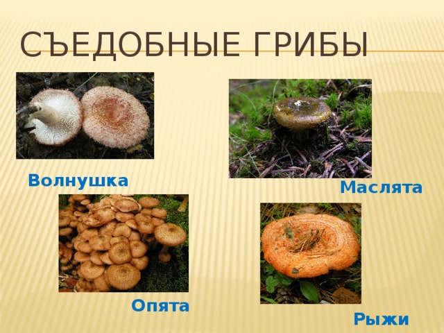 Съедобные грибы Волнушка Маслята Опята Рыжики 