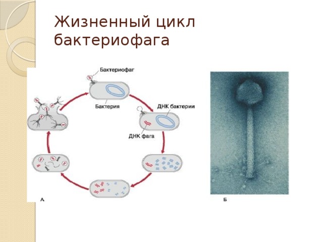 Наследственный аппарат вируса формы жизни бактериофаги. Стадии жизненного цикла бактериофага. Цикл развития бактериофага. Жизненный цикл бактериофага схема. Цикл развития бактериофага схема.
