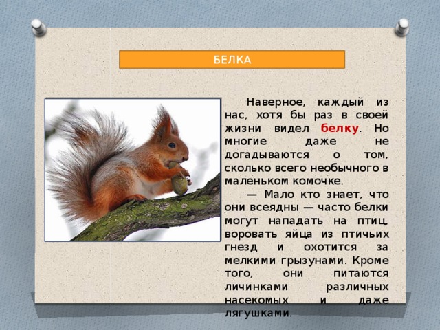 БЕЛКА Наверное, каждый из нас, хотя бы раз в своей жизни видел белку . Но многие даже не догадываются о том, сколько всего необычного в маленьком комочке. — Мало кто знает, что они всеядны — часто белки могут нападать на птиц, воровать яйца из птичьих гнезд и охотится за мелкими грызунами. Кроме того, они питаются личинками различных насекомых и даже лягушками. 