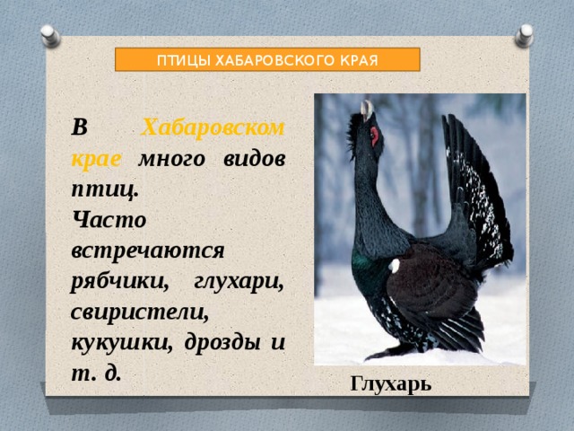 ПТИЦЫ ХАБАРОВСКОГО КРАЯ В Хабаровском крае много видов птиц. Часто встречаются рябчики, глухари, свиристели, кукушки, дрозды и т. д. Глухарь 