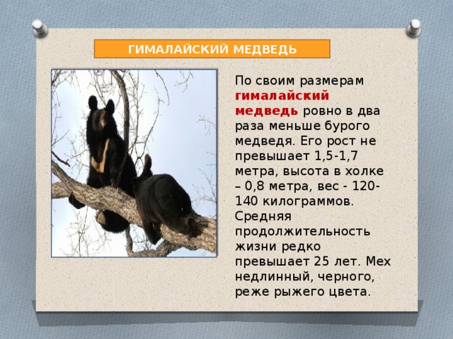 ГИМАЛАЙСКИЙ МЕДВЕДЬ По своим размерам гималайский медведь ровно в два раза меньше бурого медведя. Его рост не превышает 1,5-1,7 метра, высота в холке – 0,8 метра, вес - 120-140 килограммов. Средняя продолжительность жизни редко превышает 25 лет. Мех недлинный, черного, реже рыжего цвета. 