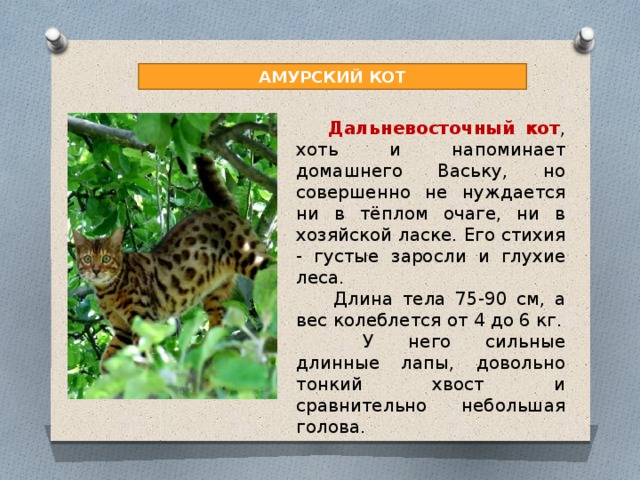 АМУРСКИЙ КОТ Дальневосточный кот , хоть и напоминает домашнего Ваську, но совершенно не нуждается ни в тёплом очаге, ни в хозяйской ласке. Его стихия - густые заросли и глухие леса.   Длина тела 75-90 см, а вес колеблется от 4 до 6 кг.  У него сильные длинные лапы, довольно тонкий хвост и сравнительно небольшая голова. 