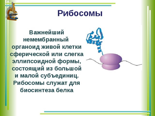 Рибосомы Важнейший немембранный органоид живой клетки сферической или слегка эллипсоидной формы, состоящий из большой и малой субъединиц. Рибосомы служат для биосинтеза белка 