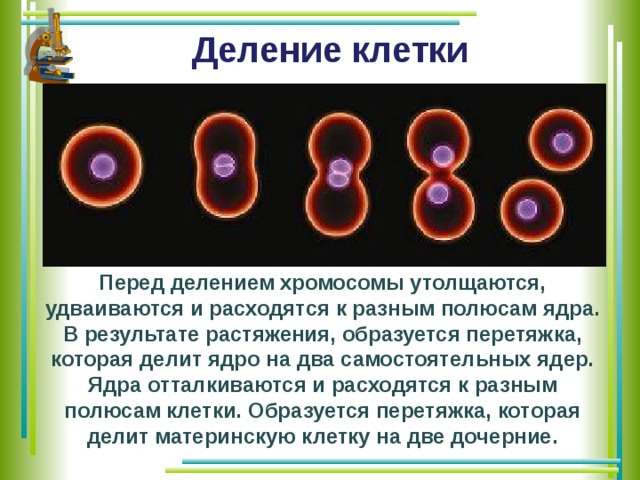 Деление клетки Перед делением хромосомы утолщаются, удваиваются и расходятся к разным полюсам ядра. В результате растяжения, образуется перетяжка, которая делит ядро на два самостоятельных ядер. Ядра отталкиваются и расходятся к разным полюсам клетки. Образуется перетяжка, которая делит материнскую клетку на две дочерние. 