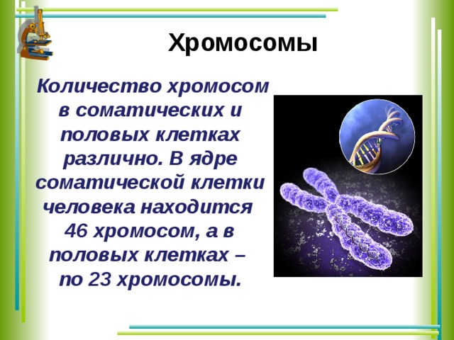 Хромосомы  Количество хромосом в соматических и половых клетках различно. В ядре соматической клетки человека находится 46 хромосом, а в половых клетках – по 23 хромосомы. 