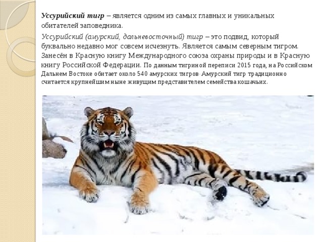  Уссурийский тигр – является одним из самых главных и уникальных обитателей заповедника.  Уссурийский (амурский, дальневосточный) тигр – это подвид, который буквально недавно мог совсем исчезнуть. Является самым северным тигром. Занесён в Красную книгу Международного союза охраны природы и в Красную книгу Российской Федерации . По данным тигриной переписи 2015 года, на Российском Дальнем Востоке обитает около 540 амурских тигров . Амурский тигр традиционно считается крупнейшим ныне живущим представителем семейства кошачьих. 