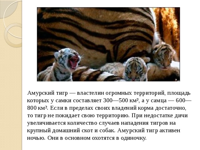  Амурский тигр — властелин огромных территорий, площадь которых у самки составляет 300—500 км², а у самца — 600—800 км². Если в пределах своих владений корма достаточно, то тигр не покидает свою территорию. При недостатке дичи увеличивается количество случаев нападения тигров на крупный домашний скот и собак. Амурский тигр активен ночью. Они в основном охотятся в одиночку. 
