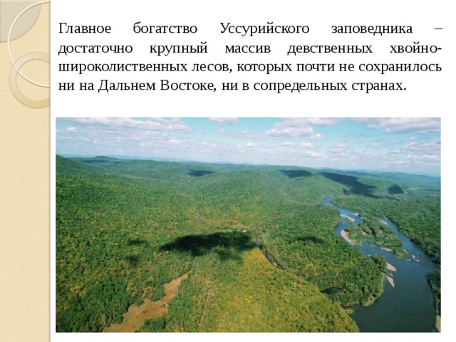  Главное богатство Уссурийского заповедника – достаточно крупный массив девственных хвойно-широколиственных лесов, которых почти не сохранилось ни на Дальнем Востоке, ни в сопредельных странах. 
