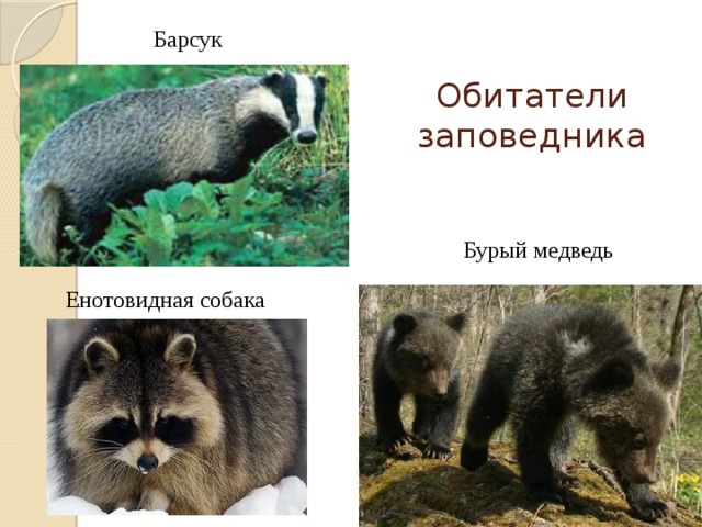 Барсук Обитатели заповедника Бурый медведь Енотовидная собака 