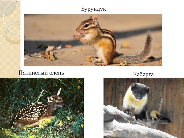 Бурундук Пятнистый олень Кабарга 
