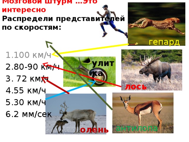 Средняя скорость медведя при беге. Скорость животных. Скорость бега животных. Максимальная скорость животных км/ч.