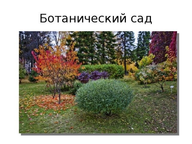 Ботанический сад 