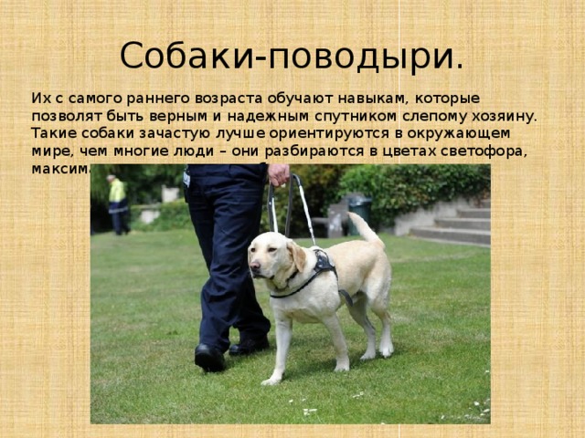 Породы собак поводырей с фотографиями и названиями
