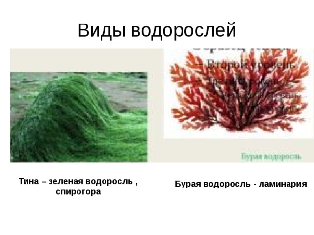 Виды водорослей Тина – зеленая водоросль , спирогора Бурая водоросль - ламинария 