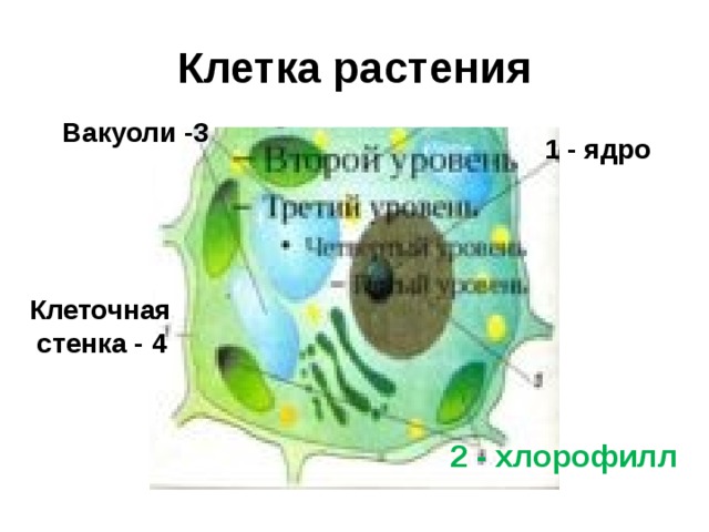 Клетка растения Вакуоли -3 1 - ядро Клеточная  стенка - 4 2 - хлорофилл 