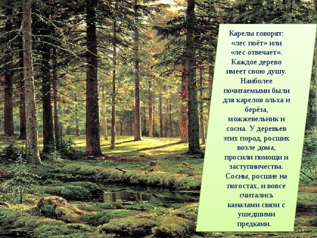 Скажи лес. Поющий лес. Поющий лес стих. Говорящий лес. Русский лес и пение.