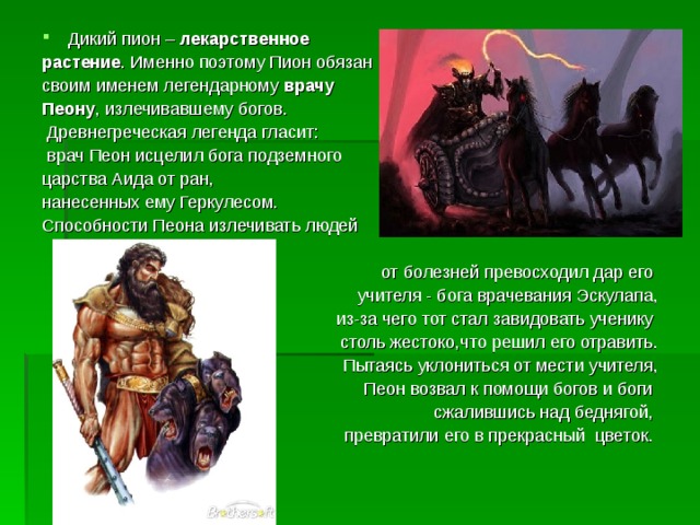 Дикий пион – лекарственное растение . Именно поэтому Пион обязан своим именем легендарному  врачу   Пеону , излечивавшему богов.  Древнегреческая легенда гласит:  врач Пеон исцелил бога подземного царства Аида от ран, нанесенных ему Геркулесом. Способности Пеона излечивать людей от болезней превосходил дар его учителя - бога врачевания Эскулапа,  из-за чего тот стал завидовать ученику столь жестоко,что решил его отравить.  Пытаясь уклониться от мести учителя,  Пеон возвал к помощи богов и боги сжалившись над беднягой, превратили его в прекрасный цветок. 