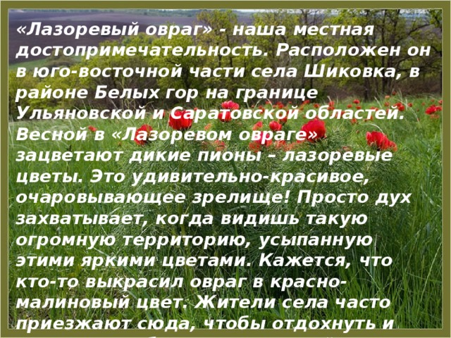 «Лазоревый овраг» - наша местная достопримечательность. Расположен он в юго-восточной части села Шиковка, в районе Белых гор на границе Ульяновской и Саратовской областей. Весной в «Лазоревом овраге» зацветают дикие пионы – лазоревые цветы. Это удивительно-красивое, очаровывающее зрелище! Просто дух захватывает, когда видишь такую огромную территорию, усыпанную этими яркими цветами. Кажется, что кто-то выкрасил овраг в красно-малиновый цвет. Жители села часто приезжают сюда, чтобы отдохнуть и просто полюбоваться красотой природы. 