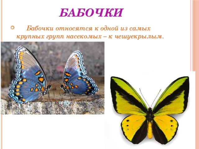 Бабочки относятся к группе. Бабочка относится к насекомым. Бабочки относятся к классу. В группе бабочки относятся. Бабочка относится к группе насекомых.
