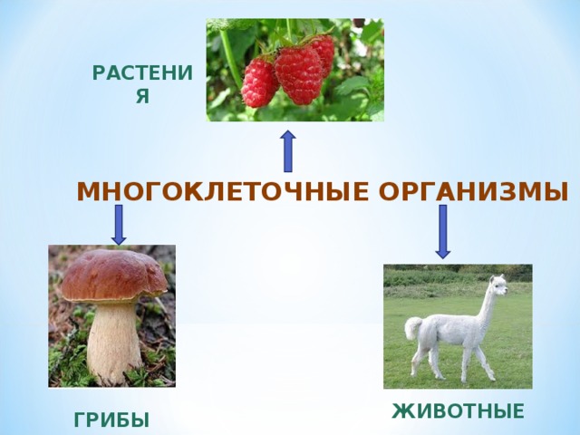 Многоклеточные организмы презентация 5 класс