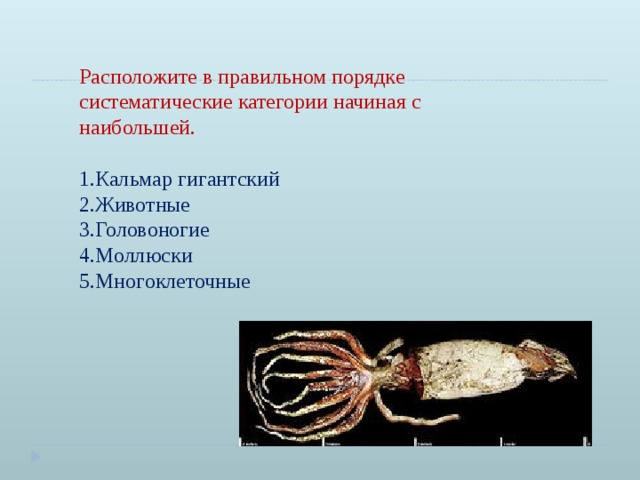 Расположите в правильном порядке систематические категории начиная с наибольшей. Кальмар гигантский Животные Головоногие Моллюски Многоклеточные 