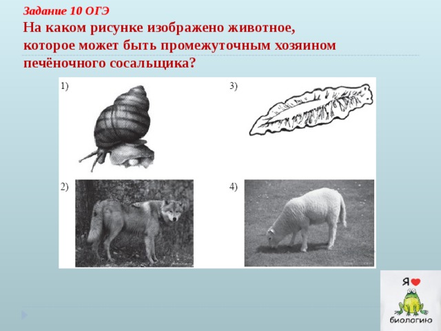 Задание 10 ОГЭ На каком рисунке изображено животное, которое может быть промежуточным хозяином печёночного сосальщика?  