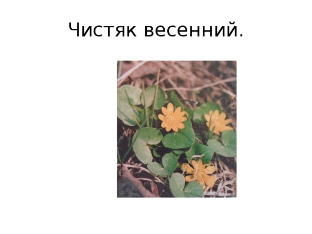 Чистяк весенний рисунок