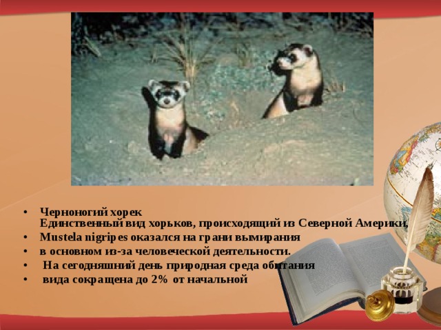 Черноногий хорек                                     Единственный вид хорьков, происходящий из Северной Америки, Mustela nigripes оказался на грани вымирания в основном из-за человеческой деятельности.  На сегодняшний день природная среда обитания  вида сокращена до 2% от начальной 