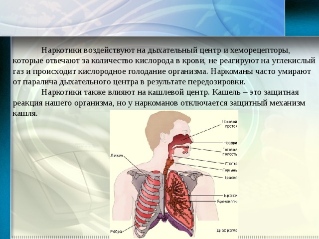 Исследовательский проект по биологии 8 класс влияние углекислого газа на дыхательный центр