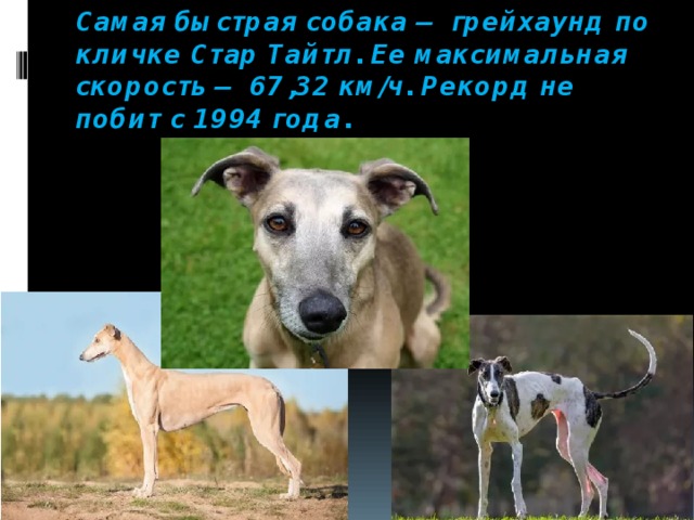 Скорость собаки