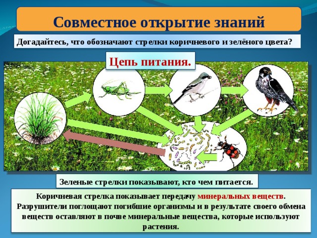 Презентация цепи питания 3 класс окружающий мир