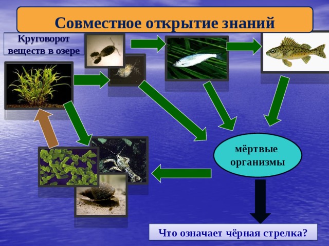 Как нарисовать экосистему озера