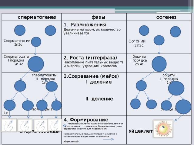 Схема сперматогенеза и оогенеза