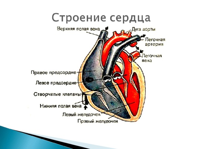 Сердце верхнее. Строение сердца верхняя и нижняя полая Вена. Строение сердца верхняя полая Вена. Верхние и нижние полые вены сердца. Строение сердца нижняя полая Вена.