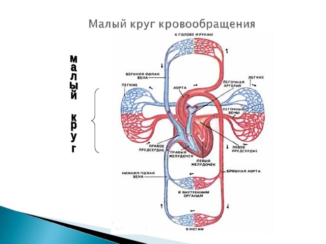 Малый круг кровообращения фото