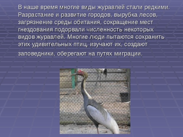  В наше время многие виды журавлей стали редкими. Разрастание и развитие городов, вырубка лесов, загрязнение среды обитания, сокращение мест гнездования подорвали численность некоторых видов журавлей. Многие люди пытаются сохранить этих удивительных птиц, изучают их, создают заповедники, оберегают на путях миграции.  …                                             