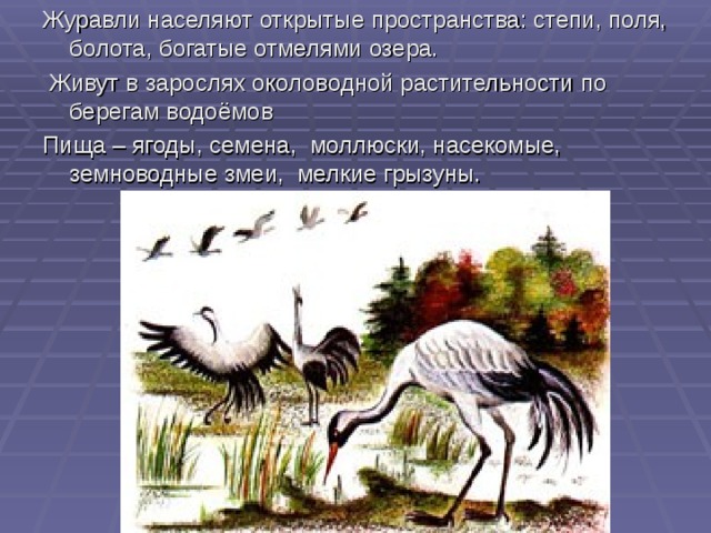 Журавли населяют открытые пространства: степи, поля, болота, богатые отмелями озера.   Живут в зарослях околоводной растительности по берегам водоёмов Пища – ягоды, семена, моллюски, насекомые, земноводные змеи, мелкие грызуны. 