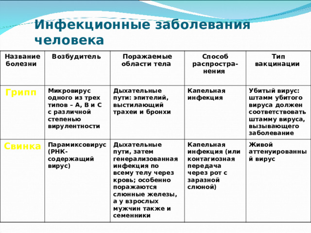 Инфекционные заболевания человека Название болезни Возбудитель Грипп Поражаемые области тела Микровирус одного из трех типов – A, B и C с различной степенью вирулентности Свинка Способ распростра-нения Парамиксовирус (РНК-содержащий вирус) Дыхательные пути: эпителий, выстилающий трахеи и бронхи Тип вакцинации Капельная инфекция Дыхательные пути, затем генерализованная инфекция по всему телу через кровь; особенно поражаются слюнные железы, а у взрослых мужчин также и семенники Капельная инфекция (или контагиозная передача через рот с заразной слюной) Убитый вирус: штамм убитого вируса должен соответствовать штамму вируса, вызывающего заболевание Живой аттенуированный вирус 