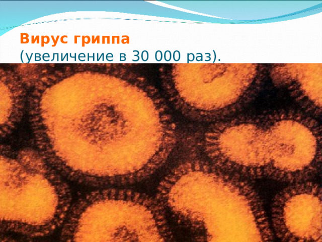 Вирус гриппа   (увеличение в 30 000 раз). 