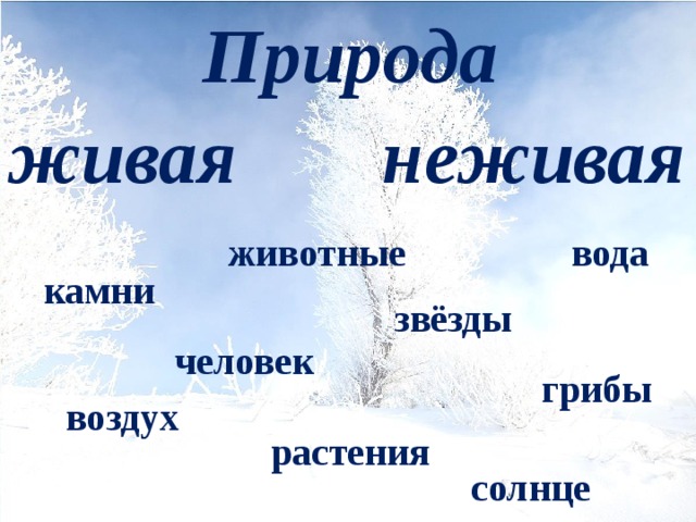 Зима живая и неживая. Снежинка Живая или неживая природа. Солнце живое или неживое.