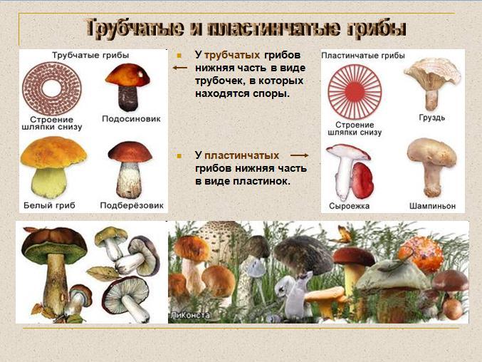 В царстве грибов 3 класс технологическая карта