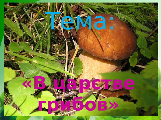 Тема: «В царстве грибов» 