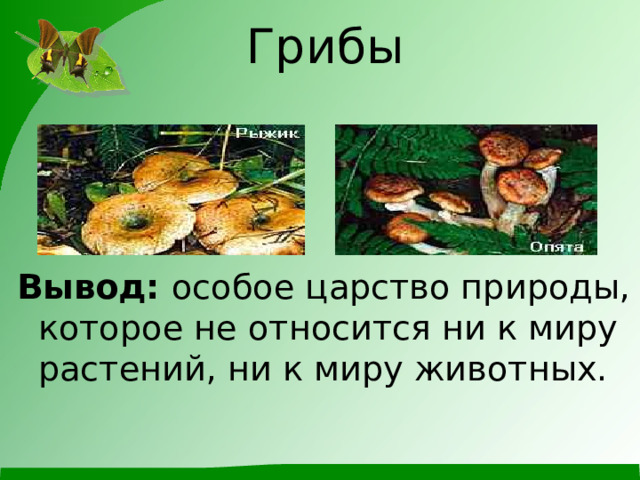  Грибы     Вывод: особое царство природы, которое не относится ни к миру растений, ни к миру животных. 