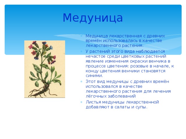 Медуница Медуница лекарственная с древних времён использовалась в качестве лекарственного растения. У растений этого вида наблюдается нечастое среди цветковых растений явление изменения окраски венчика в процессе цветения: розовые в начале, к концу цветения венчики становятся синими. Этот вид медуницы с древних времён использовался в качестве лекарственного растения для лечения лёгочных заболеваний Листья медуницы лекарственной добавляют в салаты и супы. 